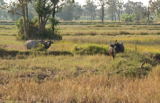 Field in Thailand