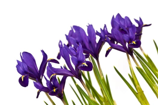 Iris,irises
