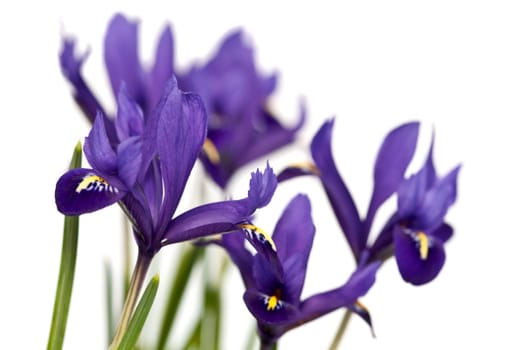 Irises