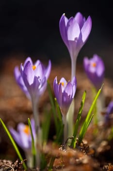 Crocus