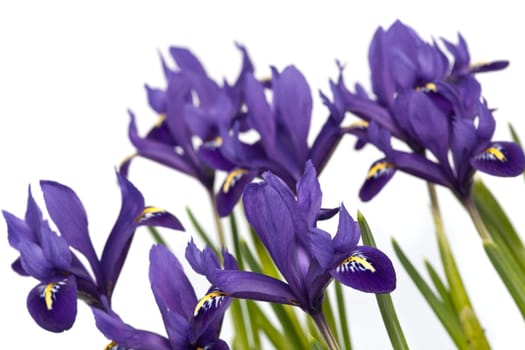 Dwarf iris