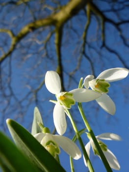 Snowdrops against blue sky