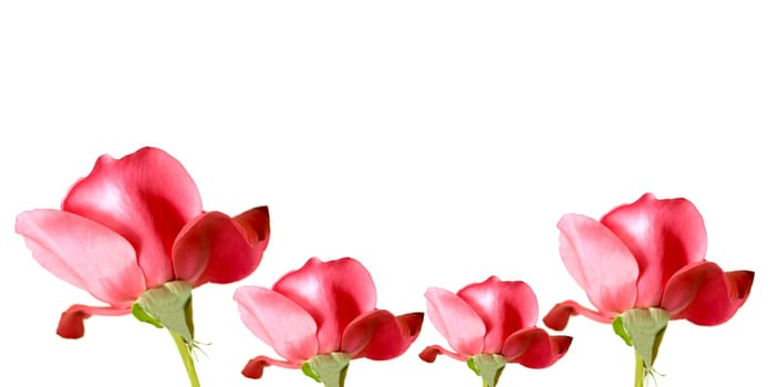 red rose flowers isolated