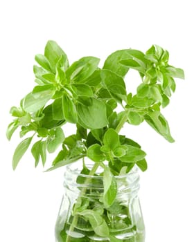 fresh organic herbs basil sprig in a jar