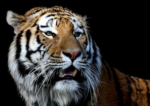 Siberian tiger