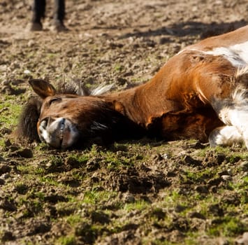 Siesta