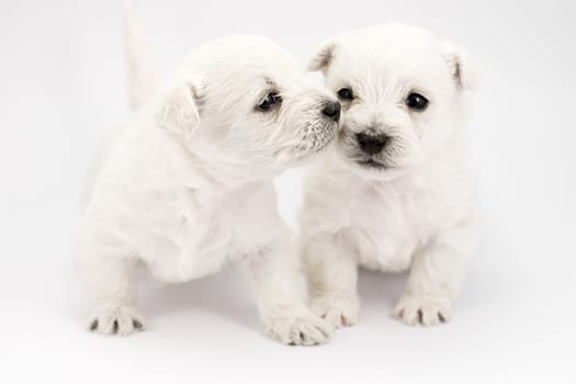 Kissing puppies