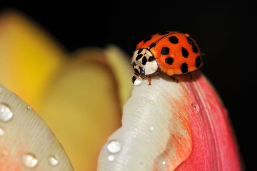 Ladybug drinking on the edge of tulips