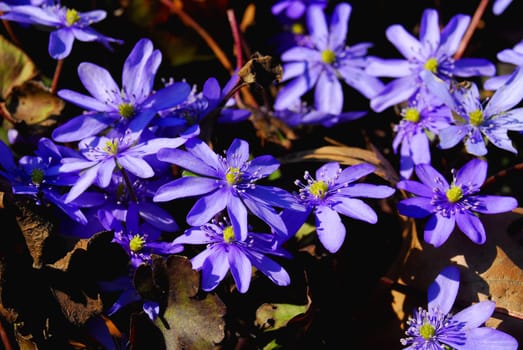 Hepatica transylvanica