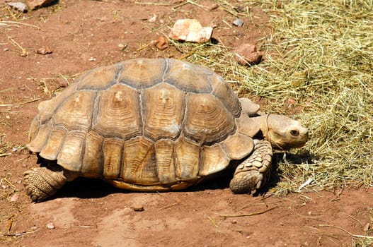 Adult tortoise,Testudo spec.