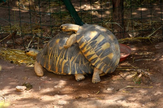 Radiated tortoises mating