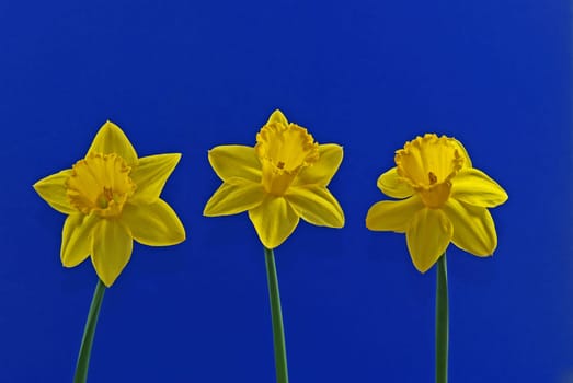 Three daffodils