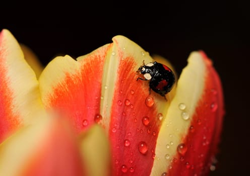 The Asian harlequin beetle on a tulip leaf.