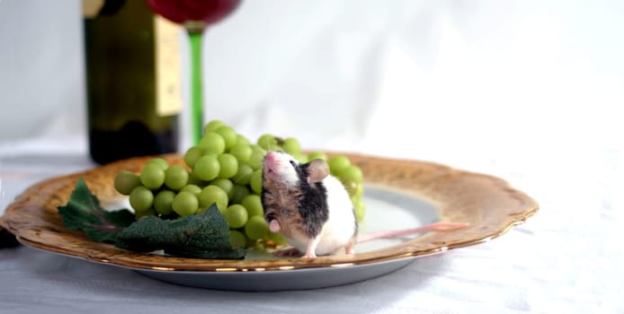 Dinner for one...