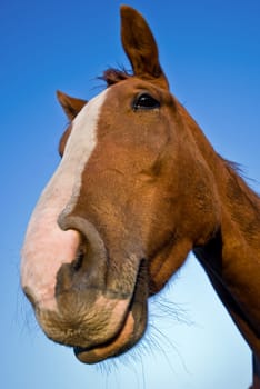 Portrait of a horse