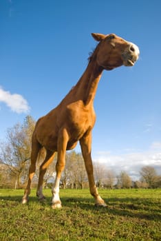 Horse in a meadow, wide angle
