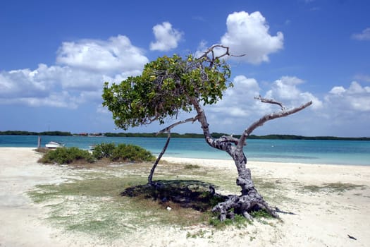 Tree at Sorobon Beach