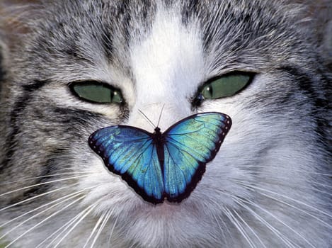 funny cross-eyed cat