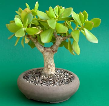Money tree (Crassula ovata) as bonsai