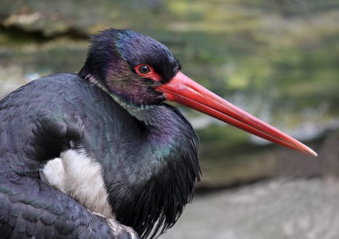 Black Stork Portrait