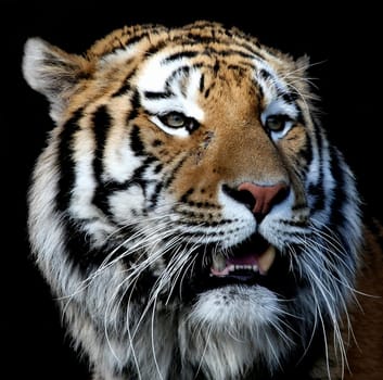 TigerPortrait