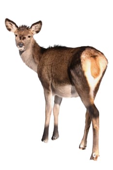 looking roe-doe in white background