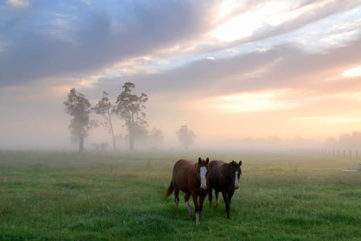 Horses in the Morning Dew 5