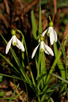 Small snowdrop,Galanthus nivalis