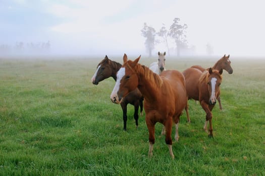 Horses in the Morning Dew 6