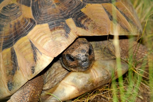 Portrait of a Greek tortoise,Testudo hermanni