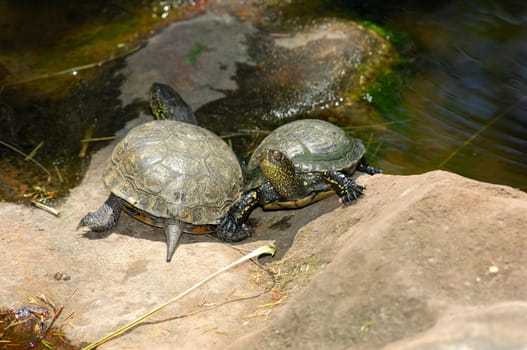 European pond turtles,Emys orbicularis,sunbathing