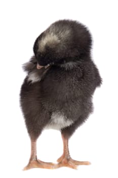 Black little chicken