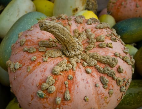 Pumpkins I