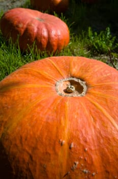 Pumpkins XII