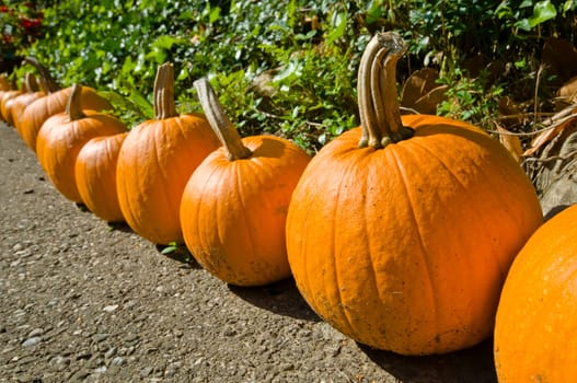 Pumpkins XV