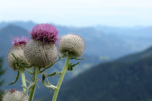 Close up of a thistle