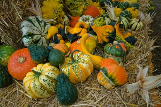 Pumpkins IV