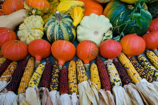 Pumpkins XIV