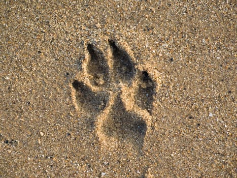 Dog paw print