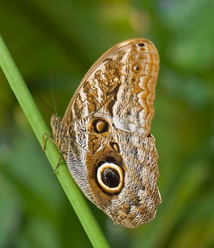 An exotic banana butterfly