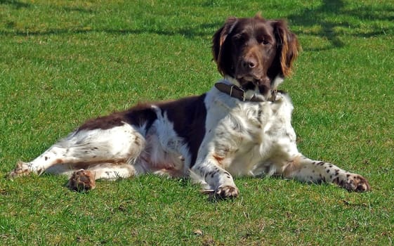 Little Münsterländer