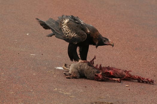 Wedge-tailed eagle