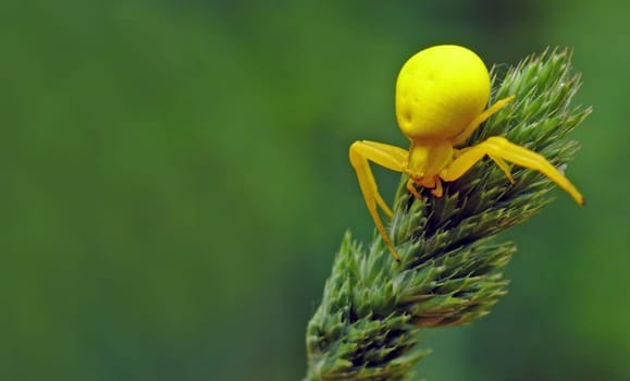 Female of the Variable Crab Spider (Misumena vatia): There's yellow danger lurking around the corner