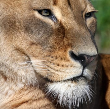 LionPortrait