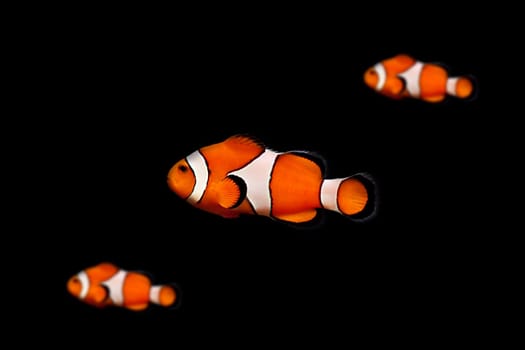 Clownfish