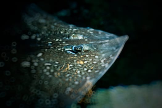 Stingray