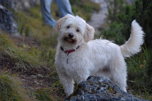 White dog on a hiking trip