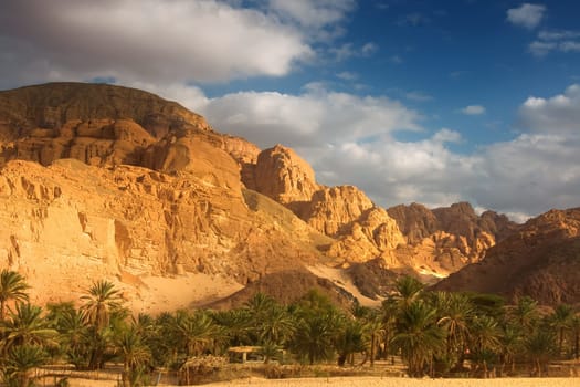 Desert Magic