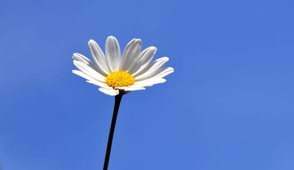 white flower blue sky