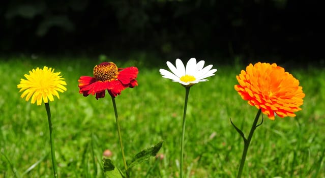 Colorful Flowers Meadow